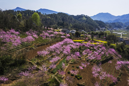 桃花山