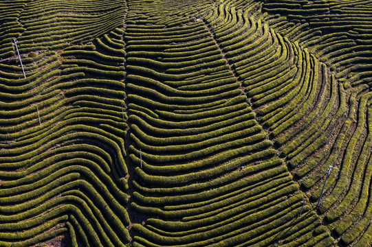 茶山