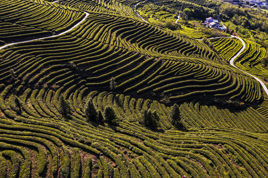 茶山