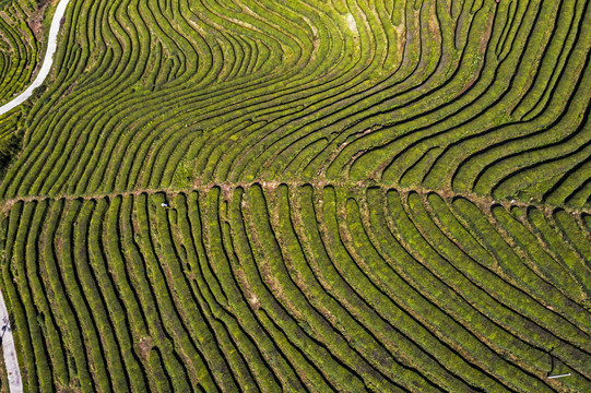 茶山