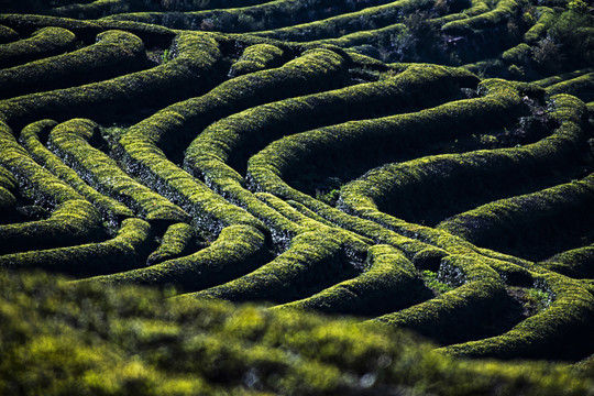 茶山