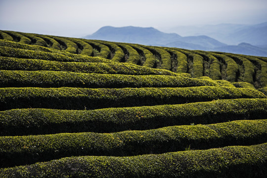 茶山