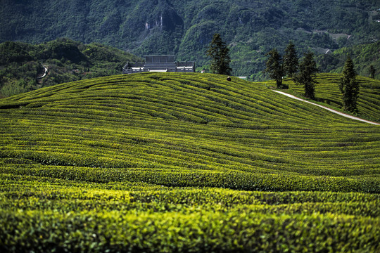 茶山