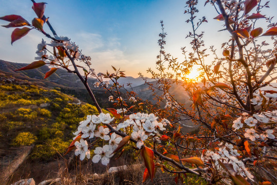 山花花