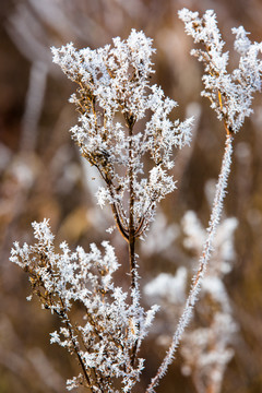 冰霜雪花树枝