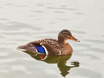 野鸭