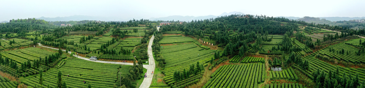 茶叶基地全景