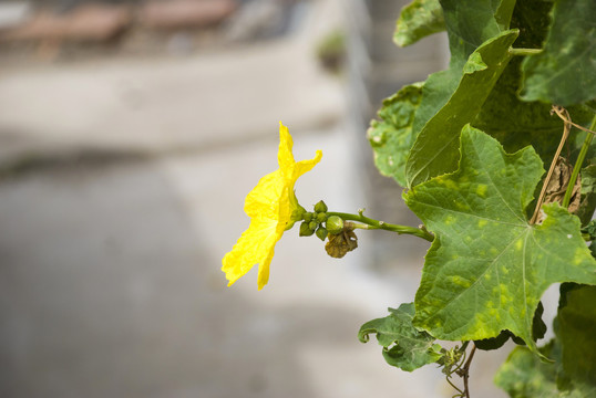 丝瓜花