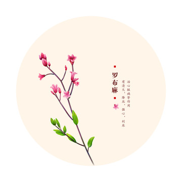 羅布麻