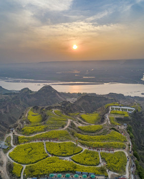 吴王古渡油菜花