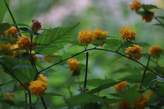 迎春花