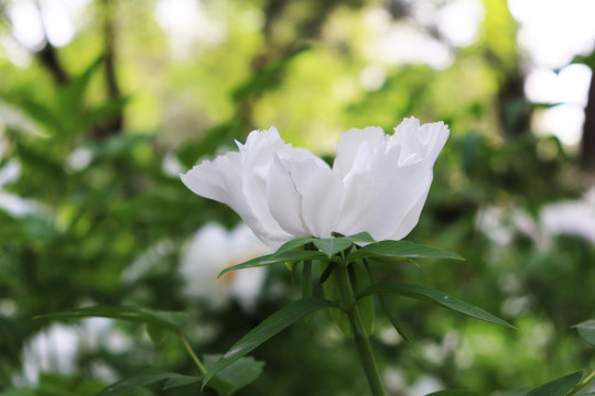 芍药花