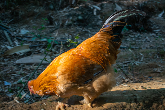 大土鸡