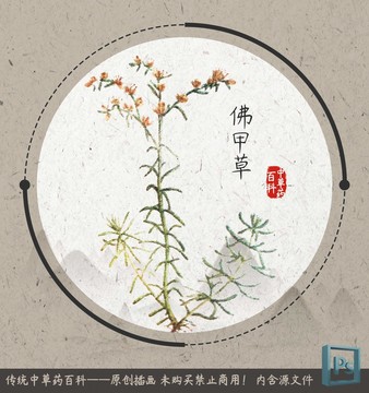 中草藥植物插畫佛甲草