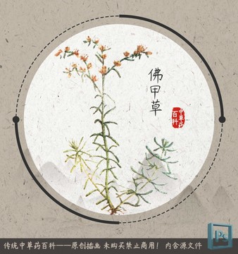 中草药植物插画佛甲草