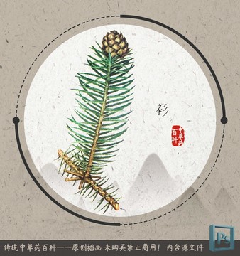 中草藥植物插畫(huà)衫