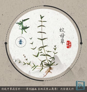 中草药植物插画蚊母草