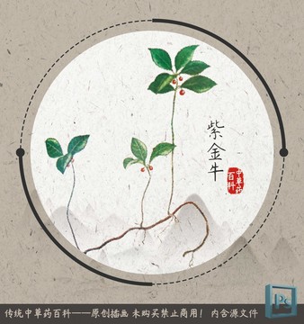 中草藥插畫紫金牛
