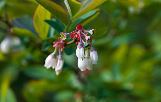 蓝莓花