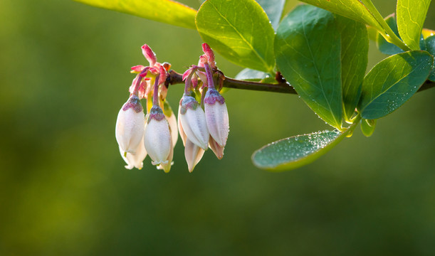 蓝莓花