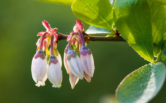 蓝莓花