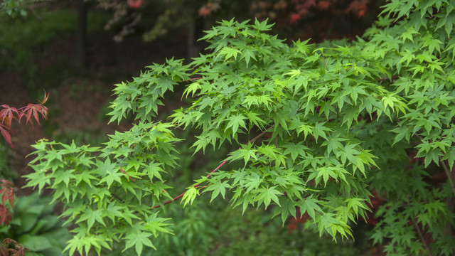 植物枝叶背景