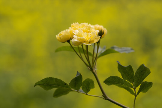 花卉素材