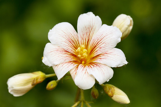 油桐花