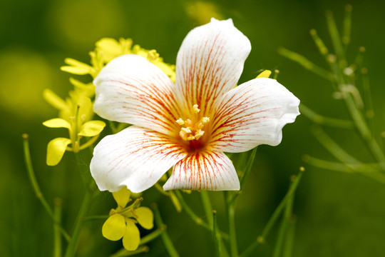 油桐花