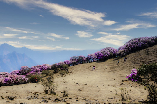 高山杜鹃花