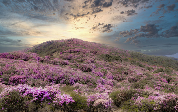 杜鹃花海