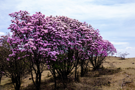 杜鹃花索玛花