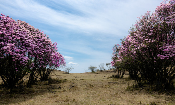 杜鹃花索玛花