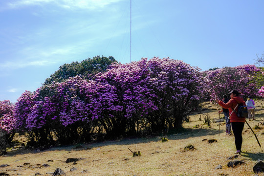 粉红色杜鹃花