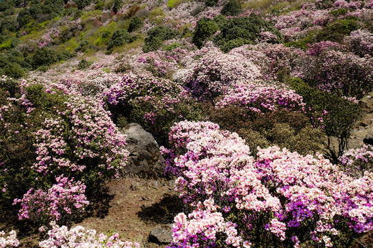 粉红色杜鹃花