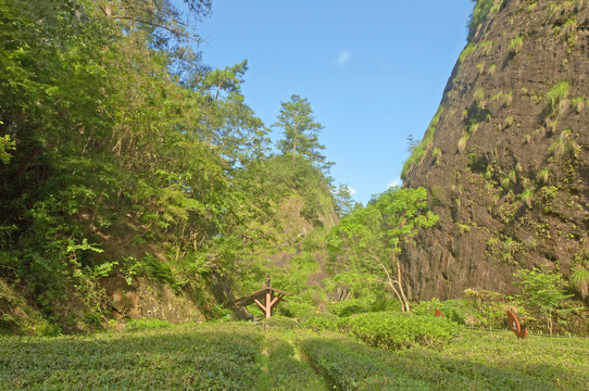 大红袍景区茶园风光