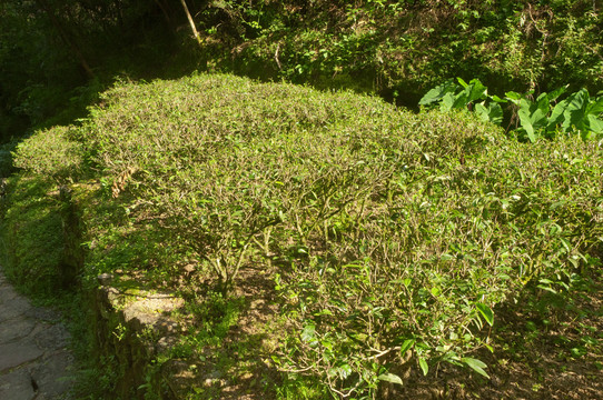 武夷山古茶树