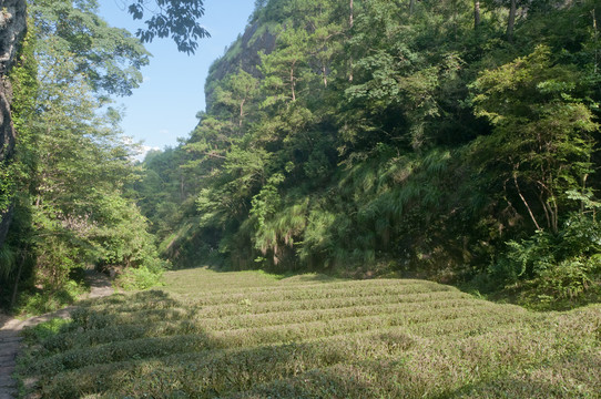 高山茶园