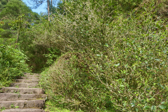 茶叶老植株