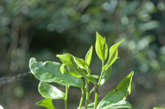 武夷山茶嫩叶