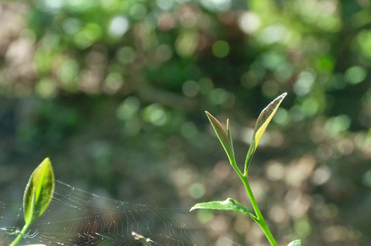 茶树嫩芽儿