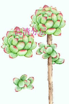 多肉水彩手繪