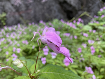 野生凤仙花