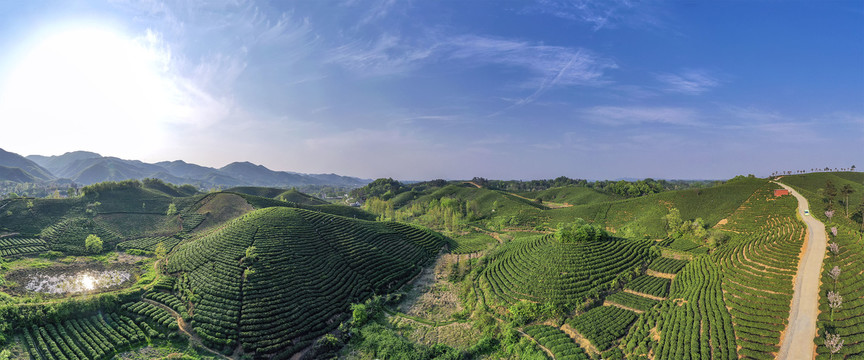 茶田茶园宽幅大图