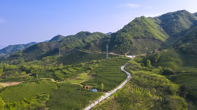 茶乡田野