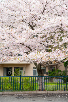 春天青岛中山公园樱花