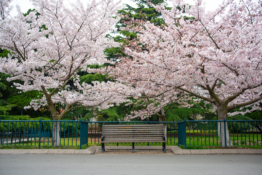 春天青岛中山公园樱花