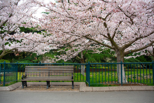 春天青岛中山公园樱花