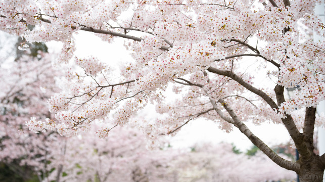 春天青岛中山公园樱花