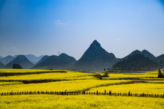 油菜花栈道